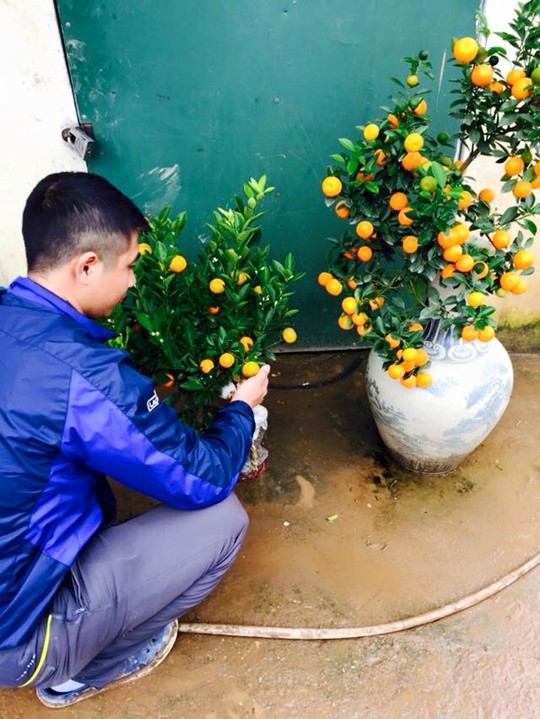 
Anh Tuấn Anh (Tứ Liên, Q.Tây Hồ, Hà Nội) đang đưa 2 cây quất bonsai ra ngoài cho khách đặt mua
