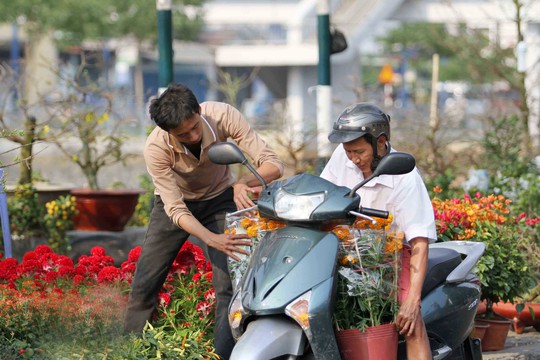 
Những chậu hoa vạn thọ này có giá 50.000 đồng
