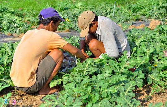 
Theo anh, dưa vàng bán Tết thông thường giá trị không cao nên anh áp dụng các phương pháp tạo hình trên quả. Mỗi quả được cho vào khuôn hồ lô, thỏi vàng, trái tim... để tạo hình.
