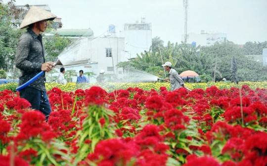 Về cánh đồng hoa đẹp như tranh vẽ giữa Sài Gòn