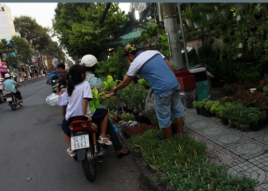 
Vỉa hè trên đường Lê Hồng Phong đã trở thành một trại cây cảnh kéo dài hàng trăm mét, khách đậu xe dưới lòng đường mua bán tự nhiên như ở chợ.
