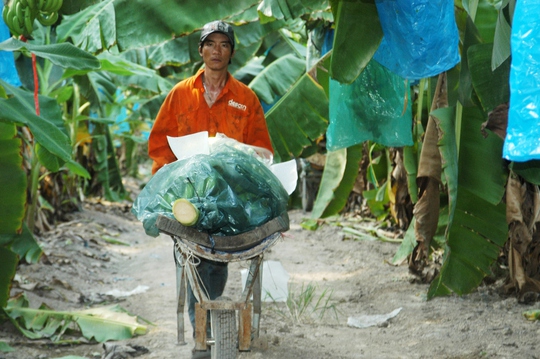 Chuối sau khi chín được cắt và đưa ra hệ thống vận chuyển