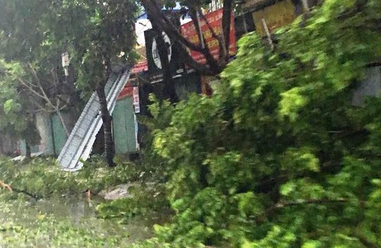 Gió giật mạnh trong bão số 1 đã quật đổ rất nhiều cây ở TP Ninh Bình