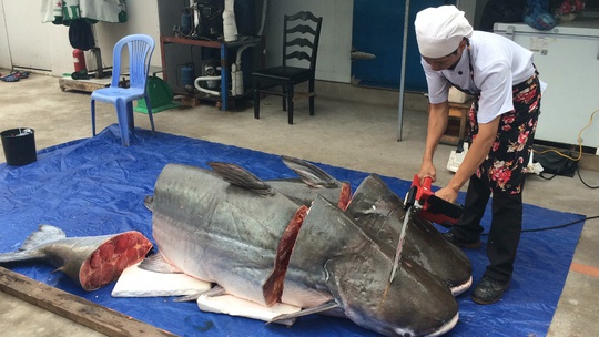 
Cặp cá tra có trọng lượng gần 400kg.
