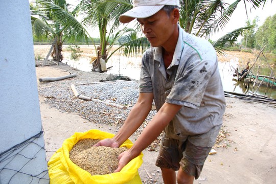 Nông dân huyện Hồng Dân, tỉnh Bạc Liêu thu hoạch lúa Sỏi trồng thử nghiệm cho năng suất cao trên ruộng nhiễm mặn