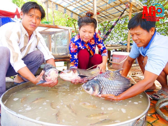 
Những con cá bông lau to còn tươi rói được bạn hàng cân lại, bán lẻ nguyên con, với giá dao động 200.000-220.000 đồng/kg, còn cắt bán khúc có giá từ 250.000-280.000 đồng/kg.
