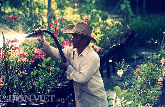 Ngoài giống lạ, đòi hỏi người trồng hoa không chỉ am hiểu về kỹ thuật trồng mà còn phải có đôi tay khéo léo và đam mê sáng tạo nghệ thuật để tạo ra những hình dạng khác nhau của sản phẩm.