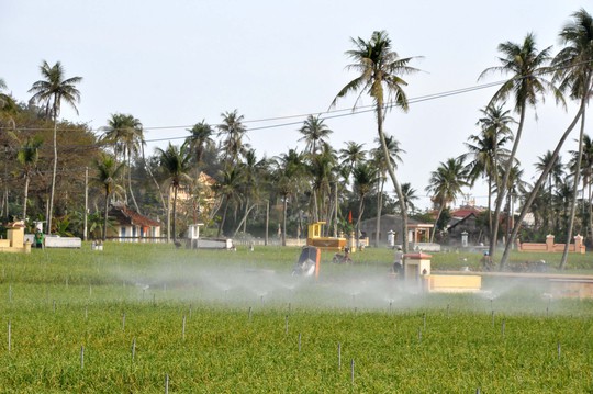 
Những cánh đồng tỏi Lý Sơn
