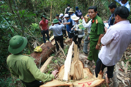 
Rừng pơ mu bị tàn phá
