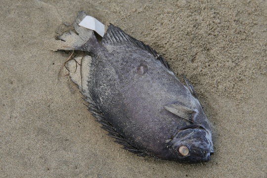 
Cá chết dạt vào biển Đà Nẵng khiến người dân lo lắng
