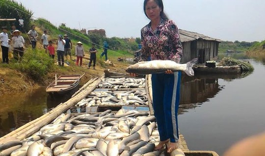 
Nguyên nhân cá chết hàng loạt trên sông Bưởi ở Thanh Hóa là do môi trường bị ô nhiễm nặng
