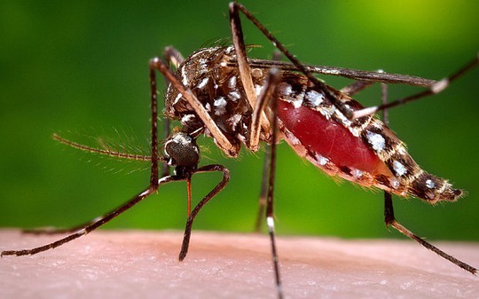 Nhiều nước khuyến cáo phụ nữ hoãn mang thai vì virus Zika do muỗi truyền qua. Ảnh: AP