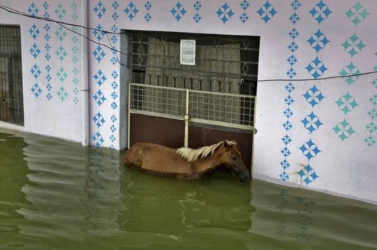 Một con ngựa chôn chân giữa nước lũ bên ngoài một ngôi nhà ở Uttar Pradesh. Ảnh: AP
