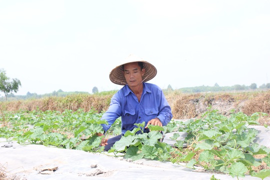 Ông Nguyễn Văn Cu ( ngụ ấp Trung Hiệp Thạnh, xã Trung Lập Thượng, huyện Củ Chi) chăm sóc vườn dưa sắp cho trái