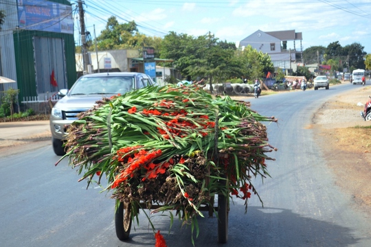 Hoa Tết nở rộ, không bán được, anh Nguyễn Văn Hưng phải chở hoa về