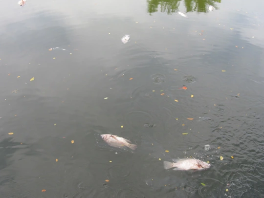 Cá tại hồ công viên 29/3 vẫn tiếp tục chết