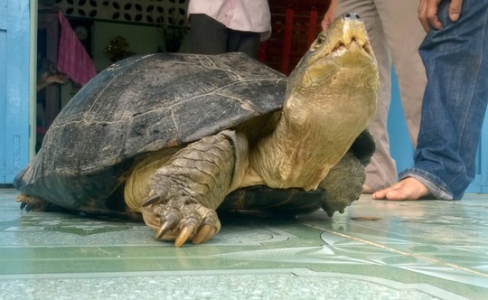 
Con rùa cân nặng 14 kg mà anh Minh bắt được trên đường ngày 28-2.
