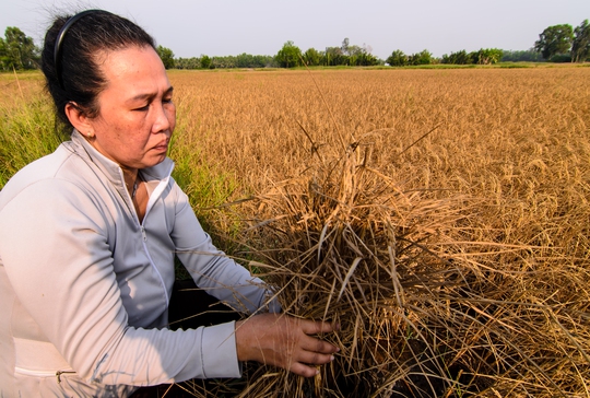 Nông dân vùng U Minh Thượng đã phải chịu thiệt hại nặng nề trong đợt hạn, mặn lịch sử vừa qua nhưng có nhiều người vẫn chưa được nhận tiền hỗ trợ.