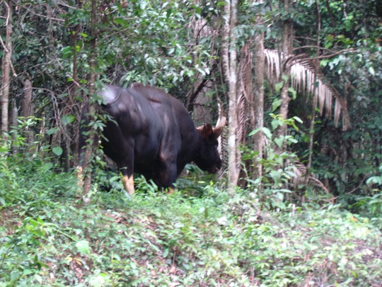 Bò tót thường xuyên xuất hiện ở Khu Bảo tồn Thiên nhiên - Văn hóa Đồng Nai