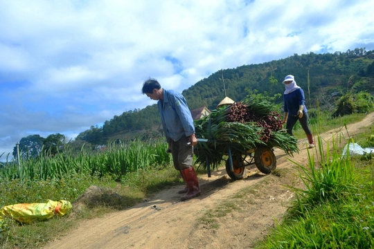 Có khoảng 80% diện tích hoa lay ơn Tết ở xã Hiệp An đã nở buộc phải thu hoạch