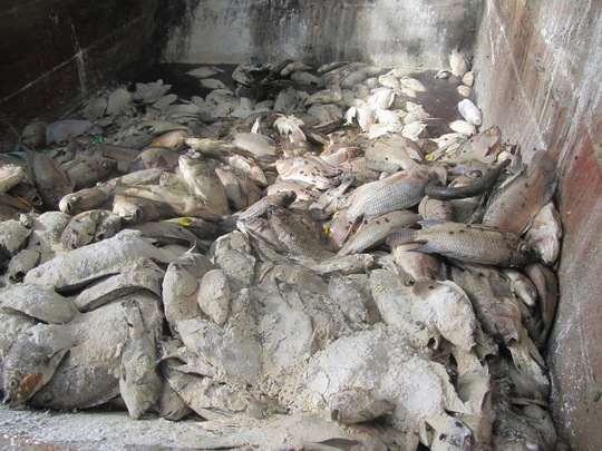 Hàng trăm kg cá chuẩn bị đem đi tiêu hủy