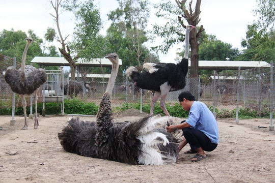 
Anh Phạm Đông Thiện đỡ đẻ cho đà điểu
