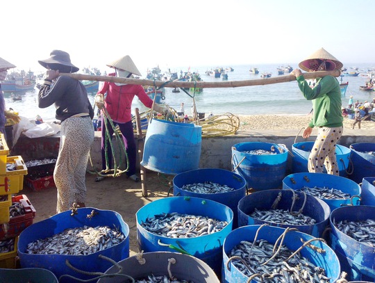 
Lao động địa phương tham gia khuân vác cá dò cho ngư dân
