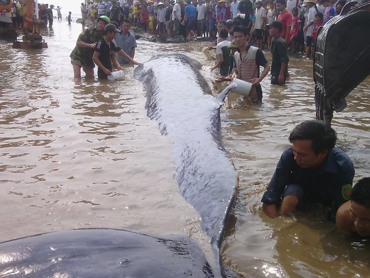 
Người dân và lực lượng chức năng giải cứu cá voi mắc cạn
