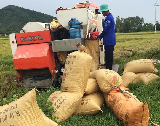 
Muốn gặt lúa trên các cánh đồng ở huyện Yên Thành, tỉnh Nghệ An, chủ các máy gặt phải nộp tiền bảo kêẢnh: Nghĩa Đàn
