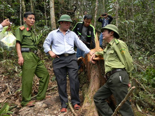 
Ông Lê Trí Thanh (áo trắng) vào hiện trường vụ phá rừng pơ mu ngày 20-7
