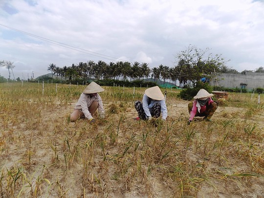 Ruộng tỏi cháy khô vì hạn hán