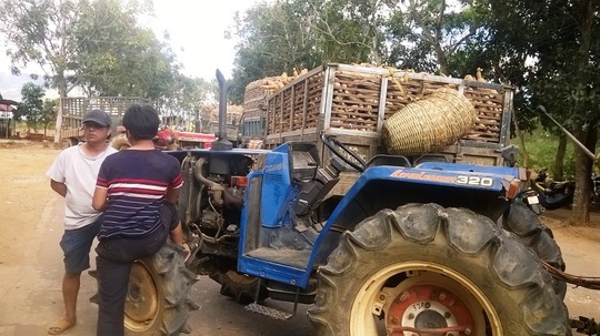 
Nhiều xe chở sắn mì của người dân nằm chờ nhiều ngày ngoài nhà máy (Ảnh: Ngọc Minh)
