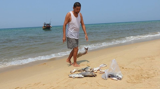 Đến trưa cùng ngày, nước nhạt dần và xuất hiện cá chết