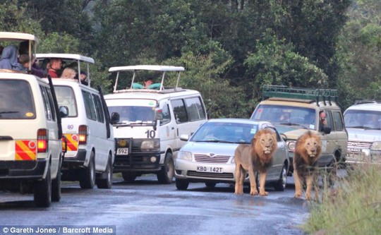 Việc sư tử lạc vào khu dân cư ở Kenya là chuyện phổ biến. Ảnh: Barcroft Media