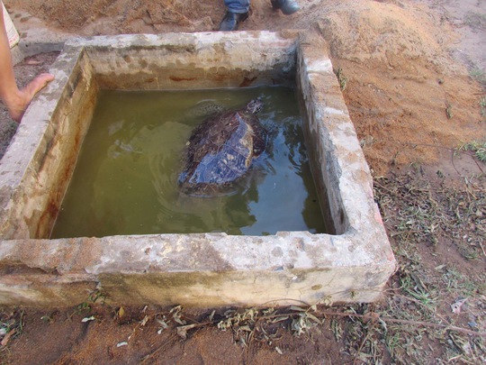 
Rùa biển quý hiếm nặng khoảng 40kg đang được chăm sóc để thả về tự nhiên
