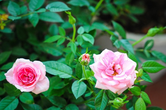 
Chủ nhà dành tình cảm cho mọi loại cây, hoa trong vườn. Hoa hồng đẹp kiêu sa, thơm dịu dàng, lại nở lâu, có khi 2 tuần mới tàn.
