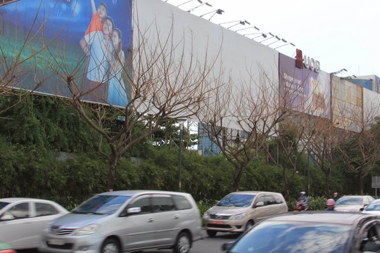 6 cây me tây liền kề trên đường Trường Sơn, phường 2, quận Tân Bình, TP HCM bị đổ hóa chất vào gốc khiến cây trụi lá