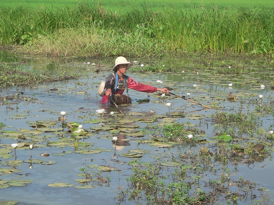 
Kiểu bắt cá tận diệt bằng xiệt điện như thế này sẽ bị Campuchia xử phạt rất nặng hoặc bị bỏ tù.
