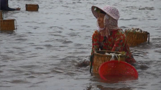 
Nghêu vào mùa thu hoạch
