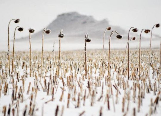 Hoa hướng dương chết cóng ở một cánh đồng thuộc bang Bắc Dakota. Ảnh: Reuters