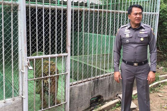 
Ông Montree Paencharoen đứng trước một chuồng hổ. Ảnh: Bangkok Post

