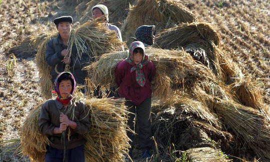 
Nông dân Triều Tiên thu hoạch lúa tại Bình Nhưỡng. Ảnh: REUTERS
