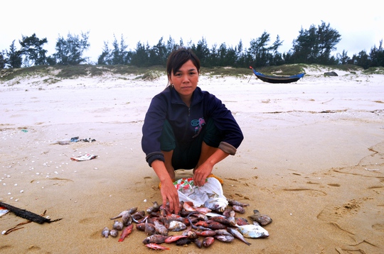Chỉ trong thời gian ngắn, người phụ nữ này nhặt được rất nhiều cá trôi dạt trên bãi biển