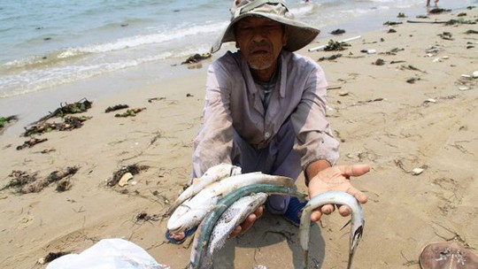 
Người dân miền Trung đang hoang mang vì cá chết hàng loạt. Ảnh: NLĐO
