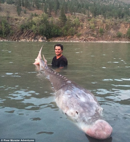 
Nick McCabe và con cá tầm khủng. Ảnh: Daily Mail
