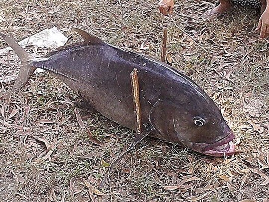 
Con cá vẩu 35 kg trôi vào biển Chân Mây sáng nay. Ảnh do UBND xã Lộc Vĩnh cung cấp
