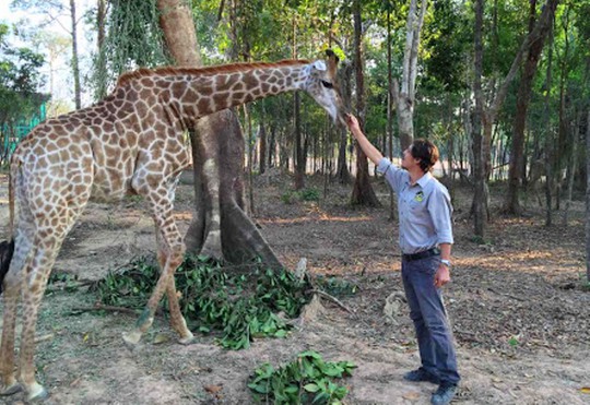 
Các chuyên gia nước ngoài đang chăm sóc hươu cao cổ ở Vinpearl Safari Phú Quốc
