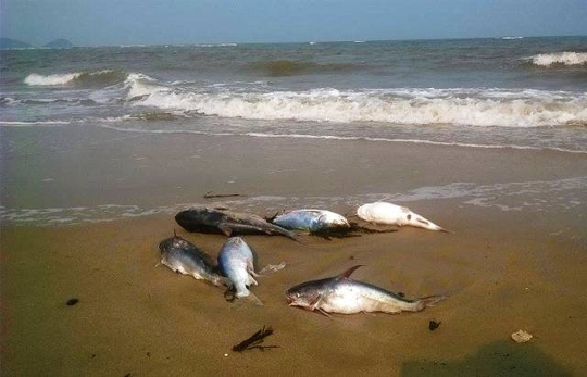 
Cá chết ở biển Quảng Bình trong tháng 5-2016 do Formosa Hà Tĩnh gây ra
