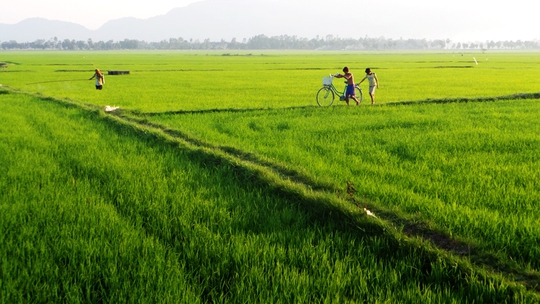 
Cánh đồng quê nơi tôi và Ròm rong chơi mỗi ngày
