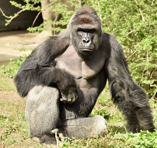 
Harambe, con khỉ đột lưng bạc 17 tuổi. Ảnh: Sở thú Cincinnati
